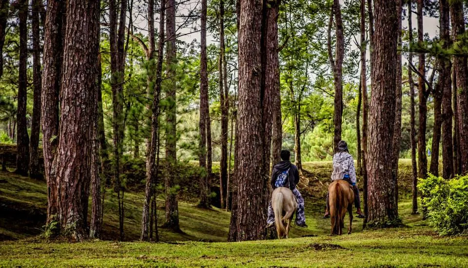 Baguio City Horseback Riding in the forest