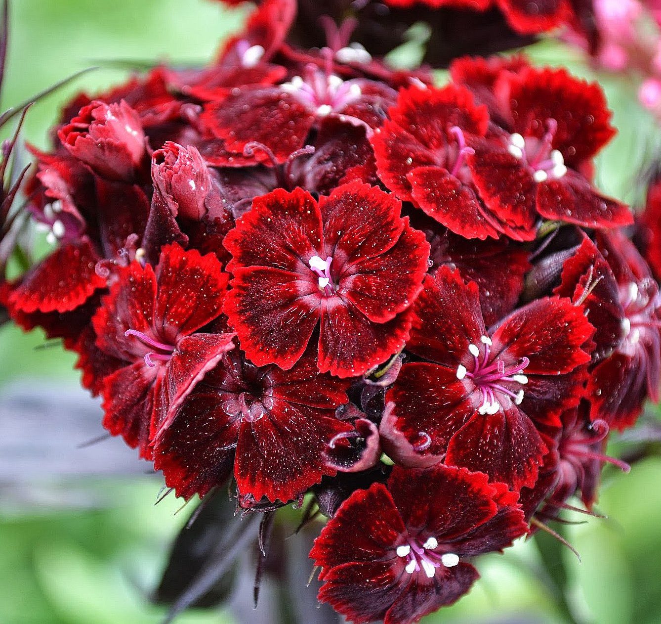 The Outlaw Gardener Vashon Island Part 3; Visiting Kathy's Corner Nursery