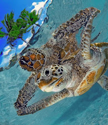 sea turtles stunning cool turtle underwater animals photographs stuff ocean pretty hawaii creatures cute amazing hawaiian marine under water animal