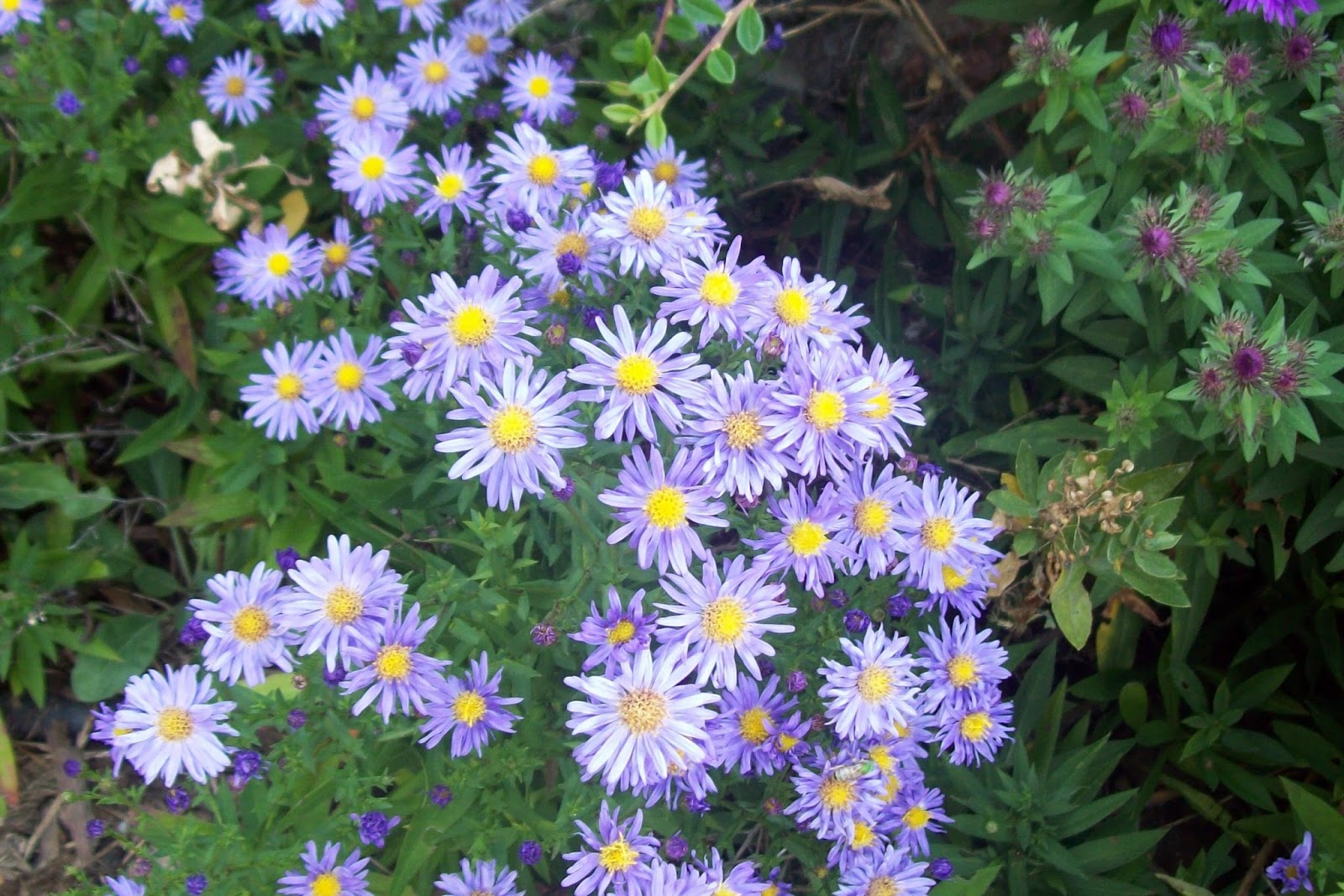 JeffCo Master Gardeners Native Asters for Early Fall Color by Joyce D