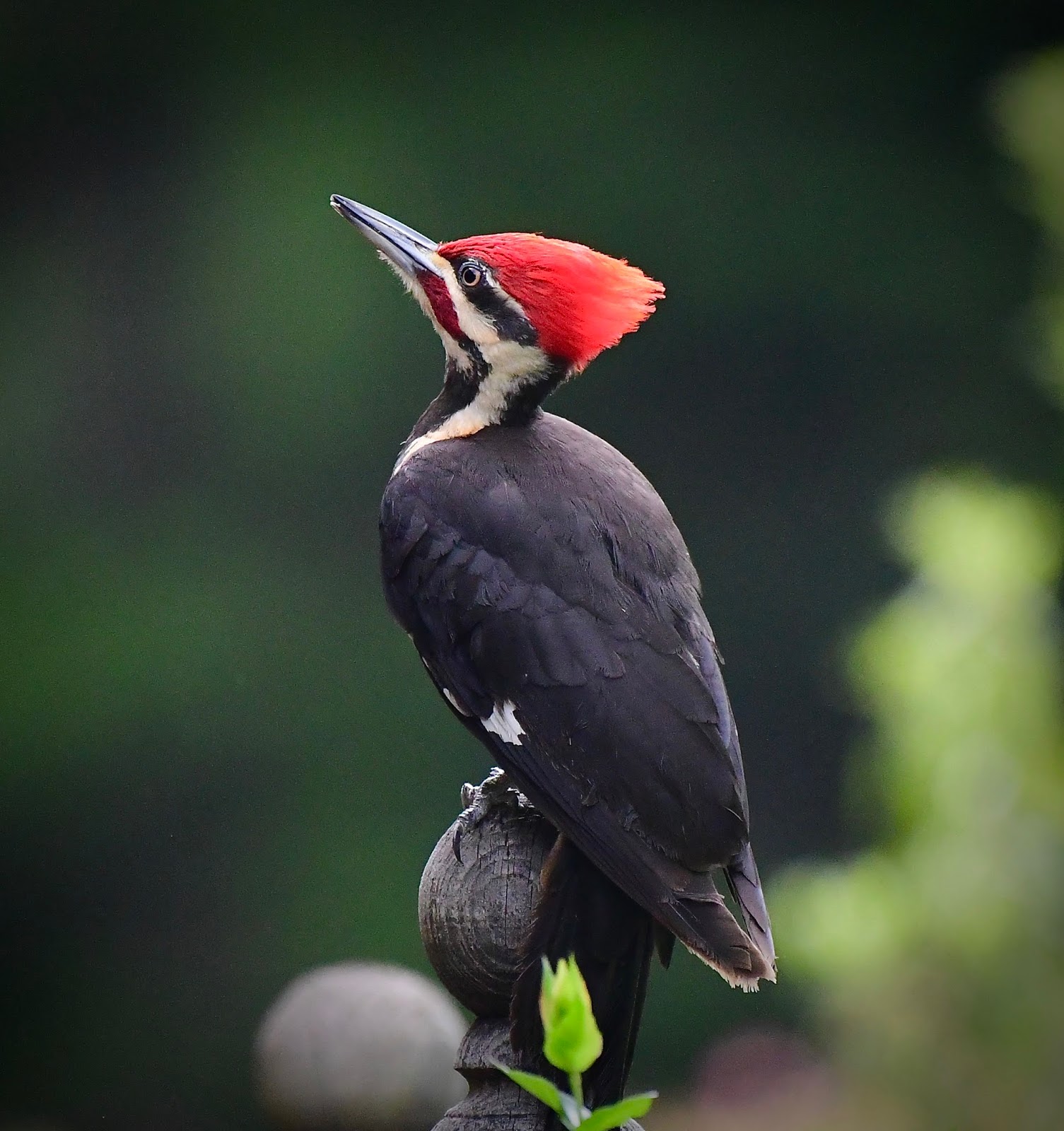 The Shape of Light RETURN OF THE PILEATED WOODPECKER