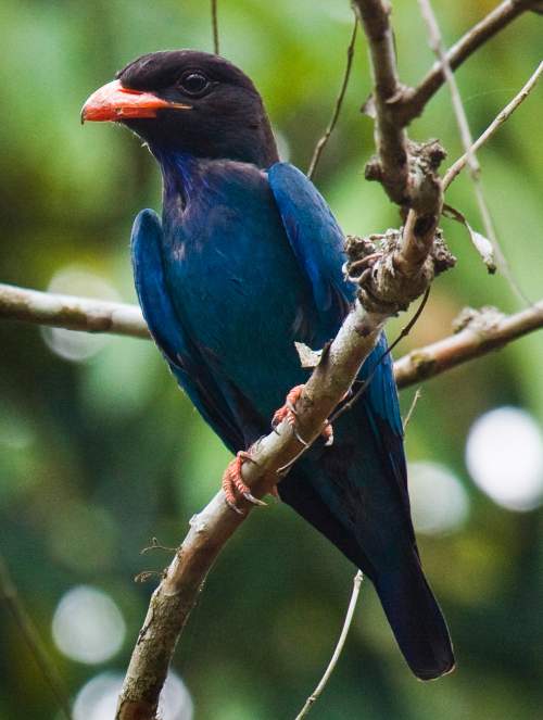 Indian birds - Oriental dollarbird - Eurystomus orientalis