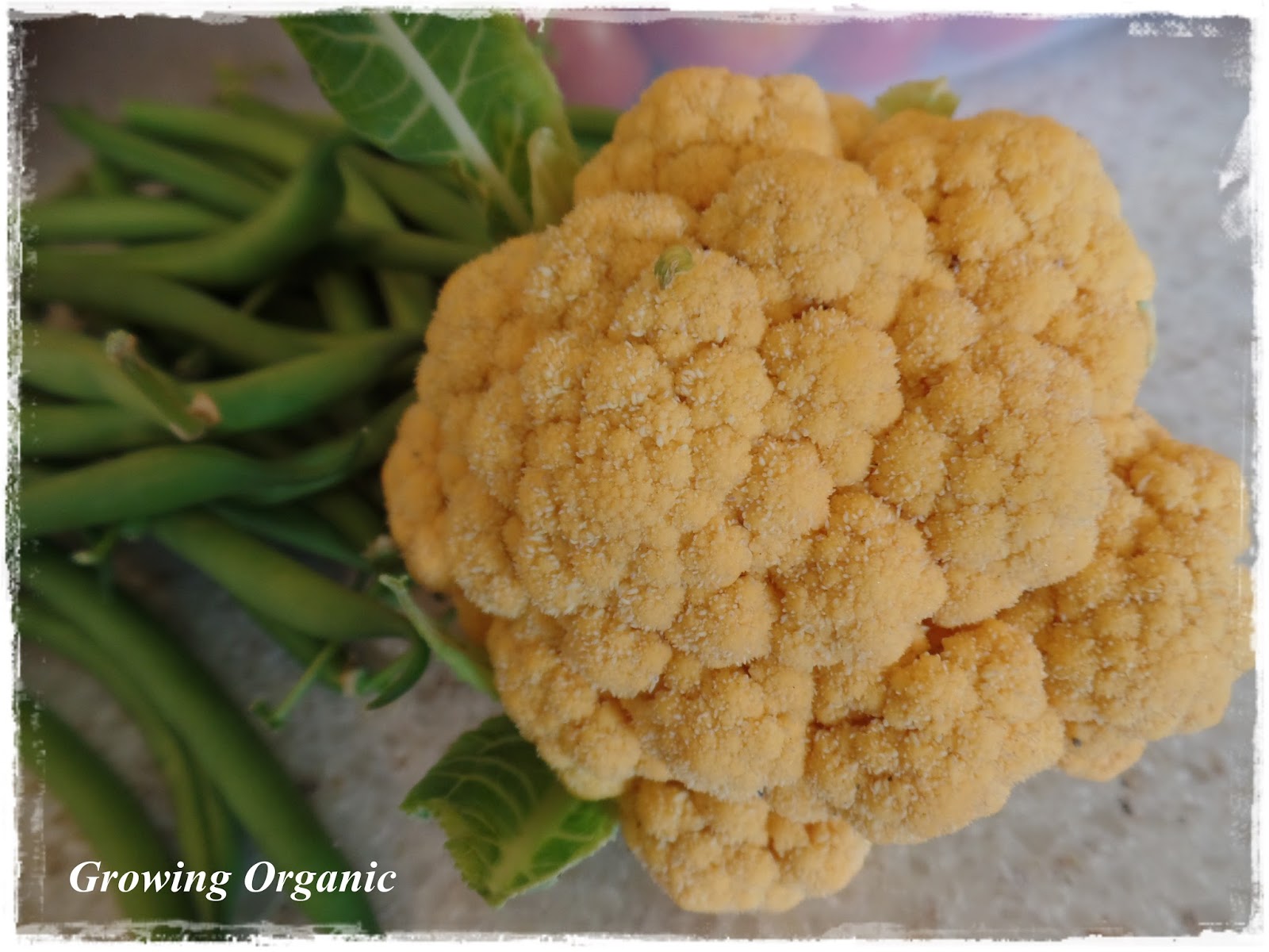 Growing Organic Broccoli and Cauliflower A Royal Treat