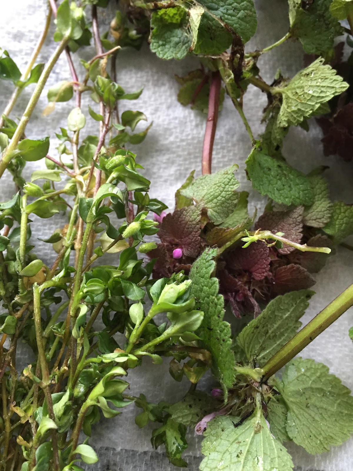 Eat Your Weeds Purple Dead Nettle Tobi Britton's Living Green