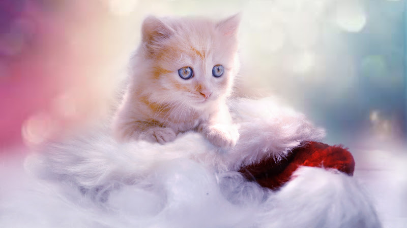 Lovely Kitten for Christmas 2