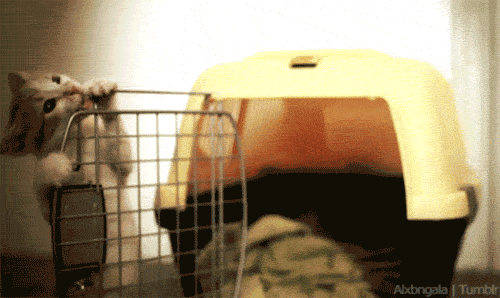 daily_gifdump_209_21.gif