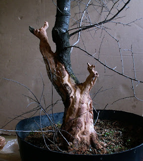 Prunus spinosa, sloe, trnka, bonsai, yamadori, dead wood