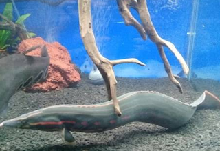 MENGENAL IKAN SILI ( Macrognathus aculeatus ) TERANCAM PUNAH - Jenis ...