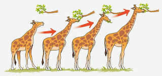 Resultado de imagen de adaptacion
