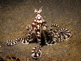 Mimic Octopus