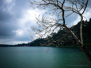 Natural Lake Scenery Tree At The Edge Of The Lake Beratan At Bedugul, Tabanan, Bali, Indonesia