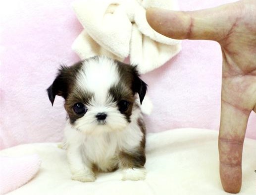 Shih tzu mini - comprar ou não comprar