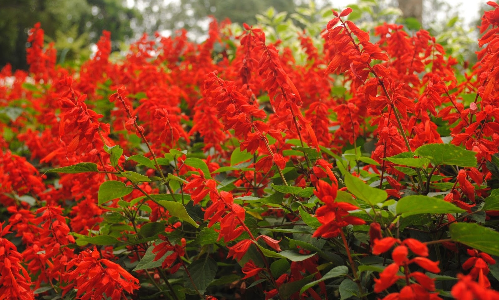 Tamilnadu Tourism Rose Garden, Yercaud
