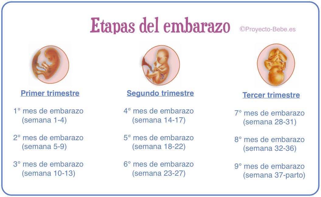 Que comer en el primer trimestre de embarazo