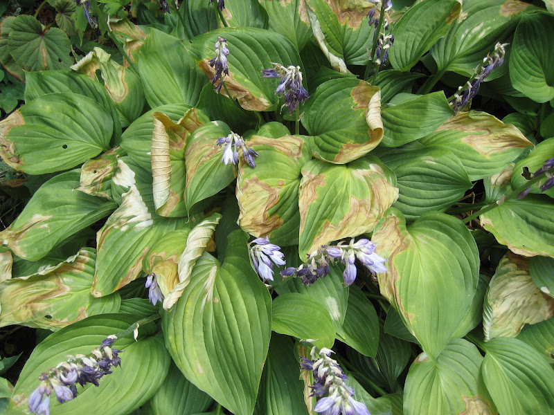 Chicken Creek Journal We're Burning Up Here