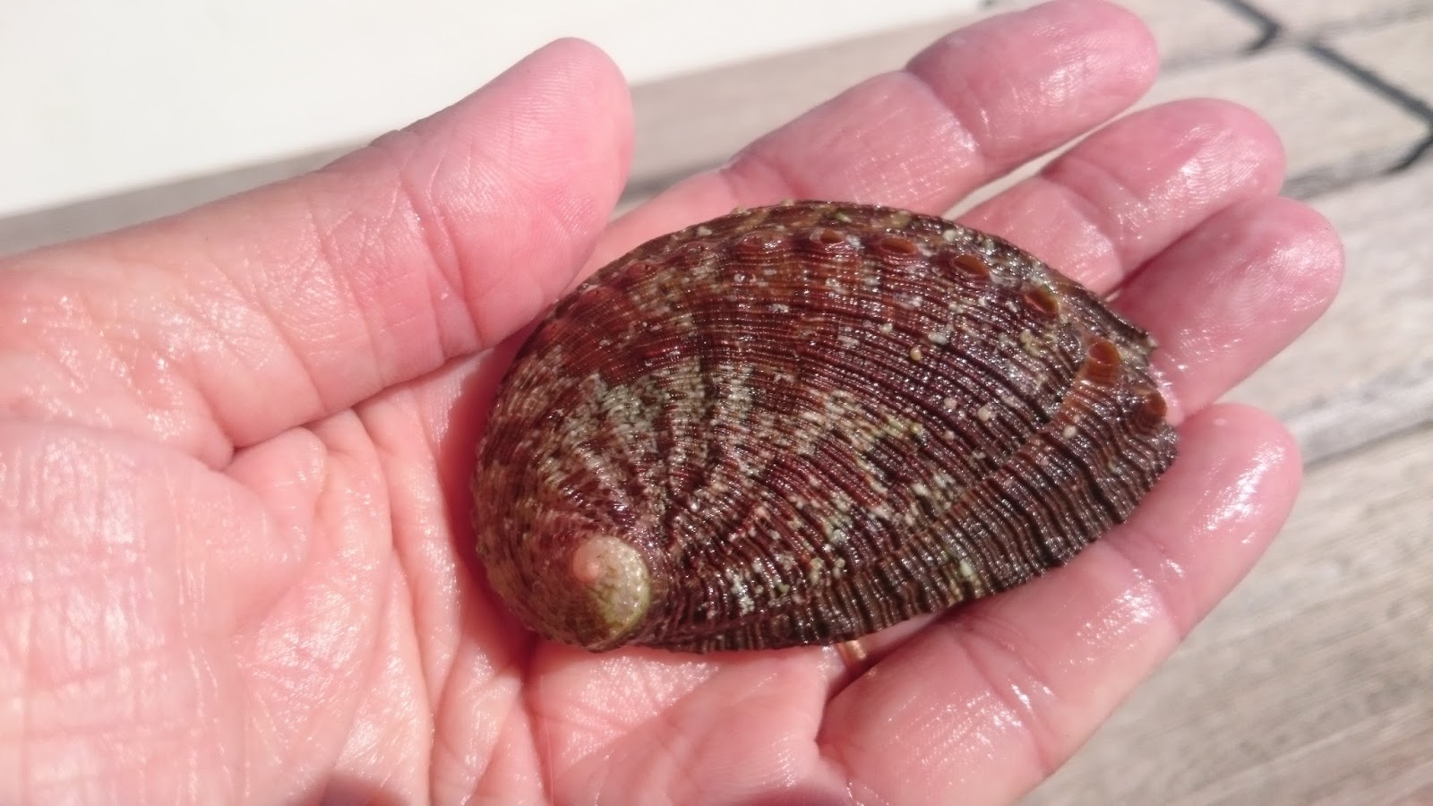 Astuce comment rendre vos coquillages flambants neufs