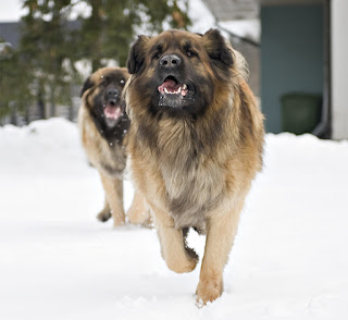 Newfoundland Dog Sale Alberta Newfoundland Dog Sale Alberta