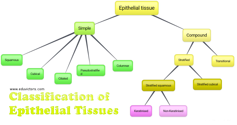 animal tissues questions and answers