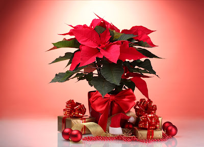 Banco de Imágenes Gratis: 20 imágenes de Nochebuenas, flores de Navidad