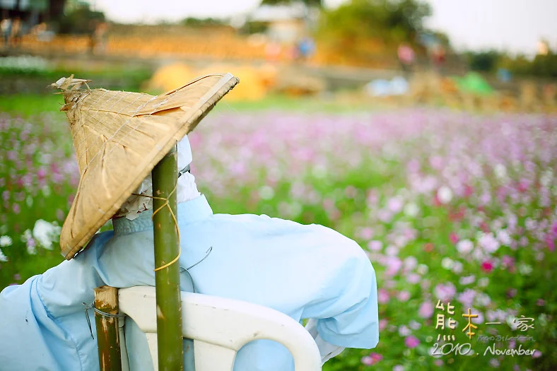 苗栗銅鑼杭菊季