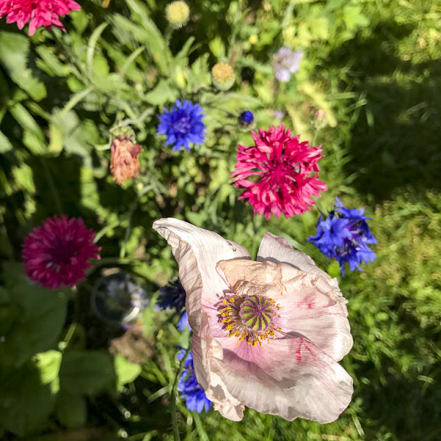 blommor blommor