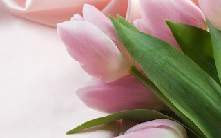 Tulipán, una flor con historia . tulipanes color rosa