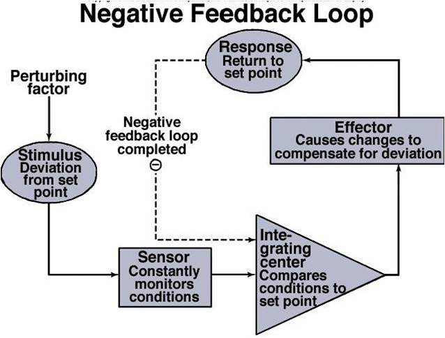 Difference between positive and negative feedback loops - stormvery