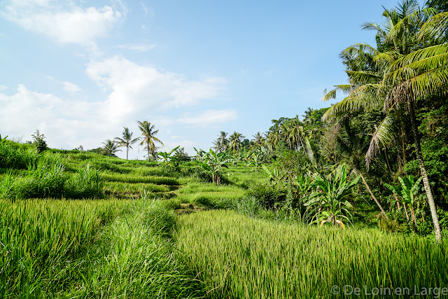 Yeh Pulu - Ubud - Bali