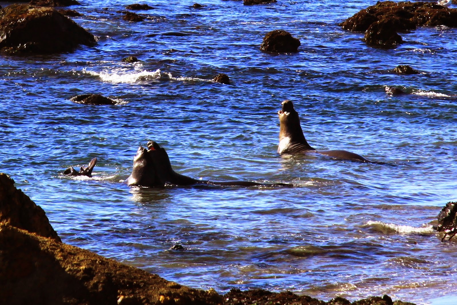 Elephant Seals, Big Sur California