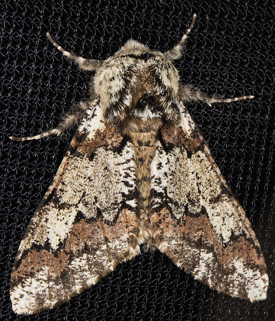 Oak Beauty, Biston strataria. Sevenoaks Wildlife Reserve, 26 March 2016. Oak Beauty, Biston strataria. Sevenoaks Wildlife Reserve, 26 March 2016.