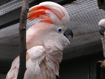 Jual Burung Beo Kakak Tua Jambul Merah