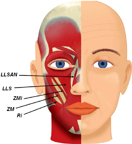 Levator labii superioris alaeque nasi muscle Wikipedia