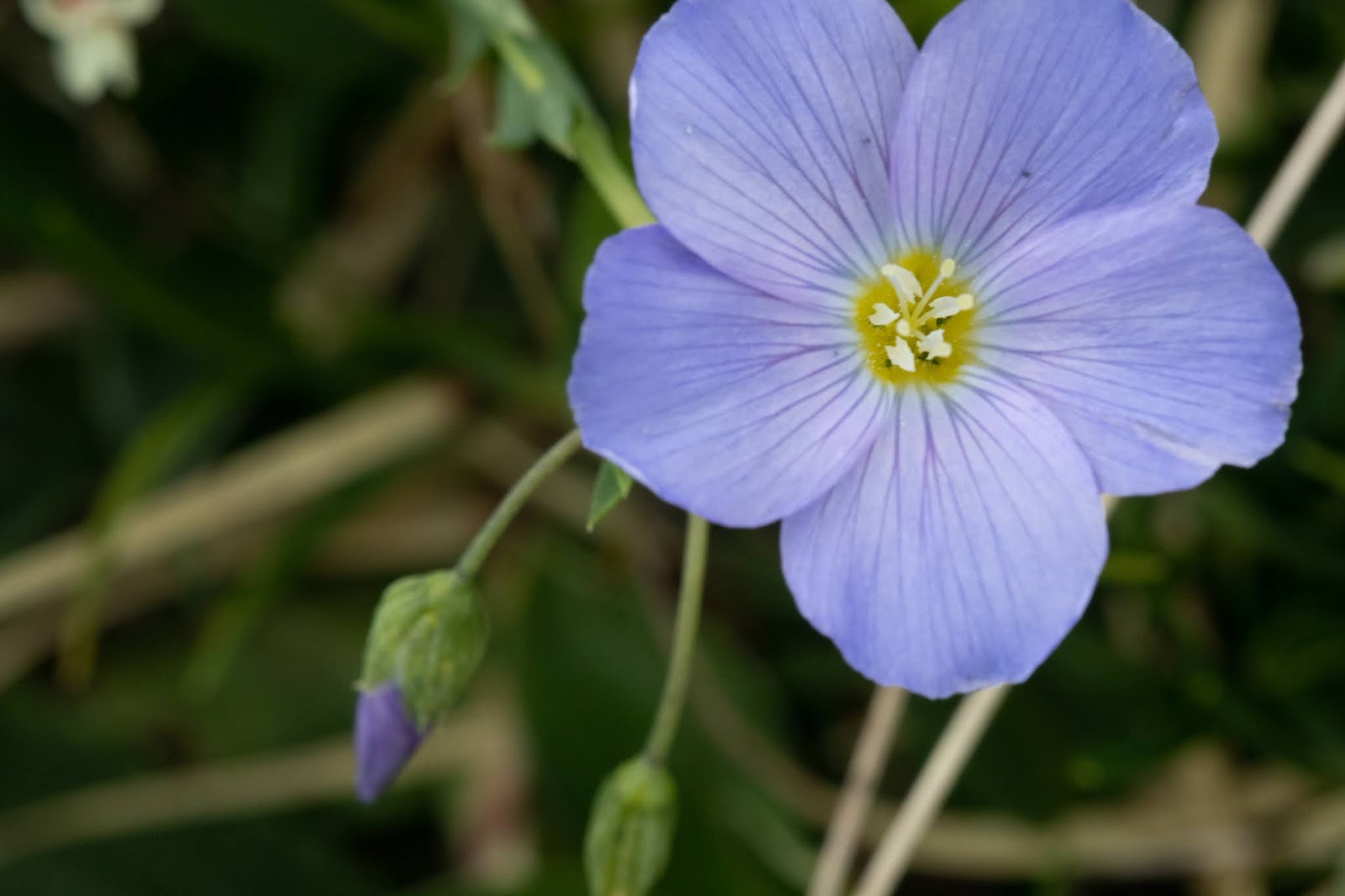 Лен вый. Лён обыкновенный долгунец. Лен обыкновенный - Linum usitatissimum. Linaceae Linum. Лён обыкновенный (Linum usitatissimum l.).