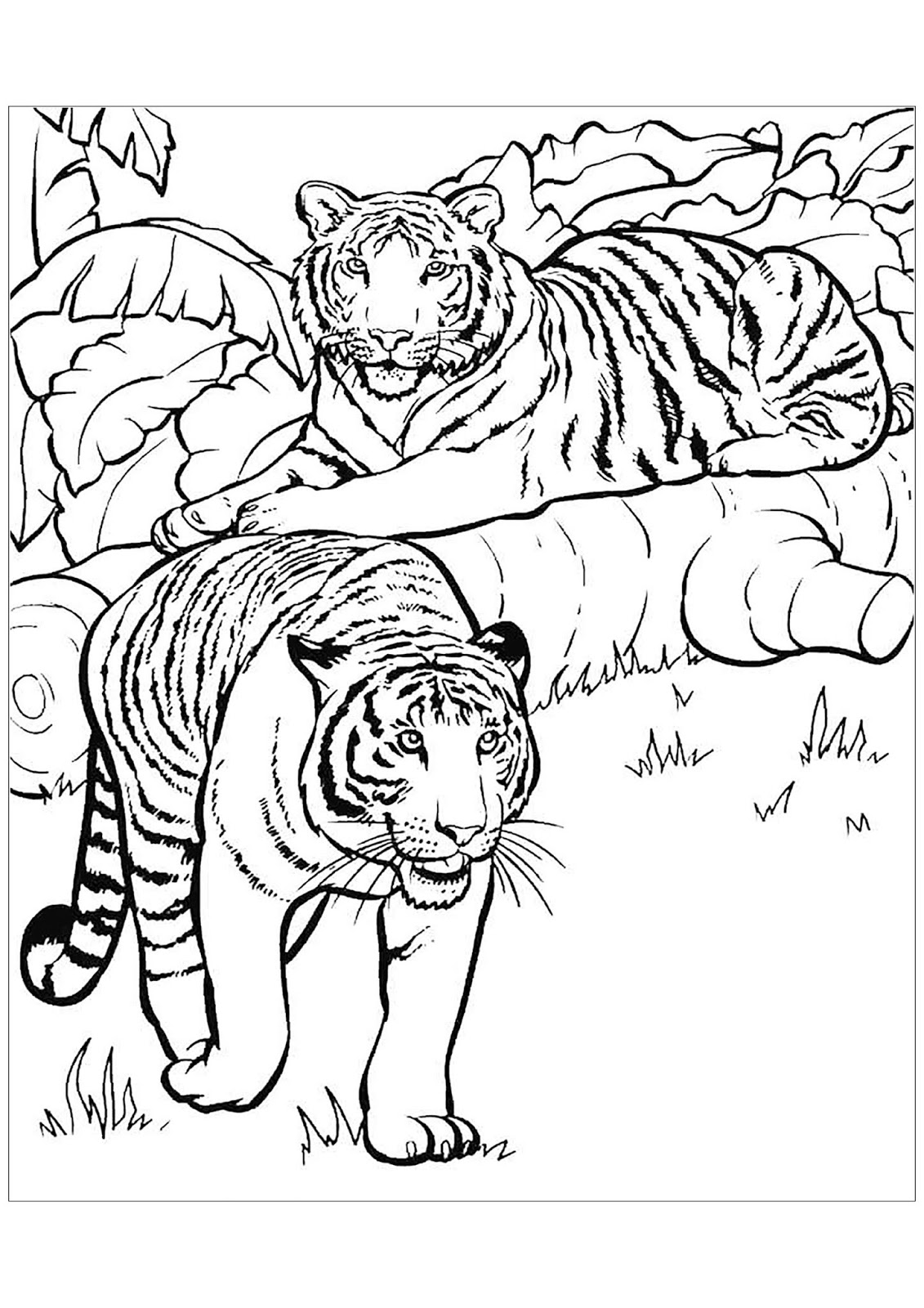 Tranh tô màu hai con hổ