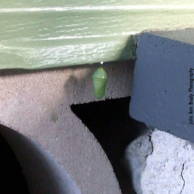 Monarch Butterfly Pupa by Step Monarch Butterfly Pupa by Step