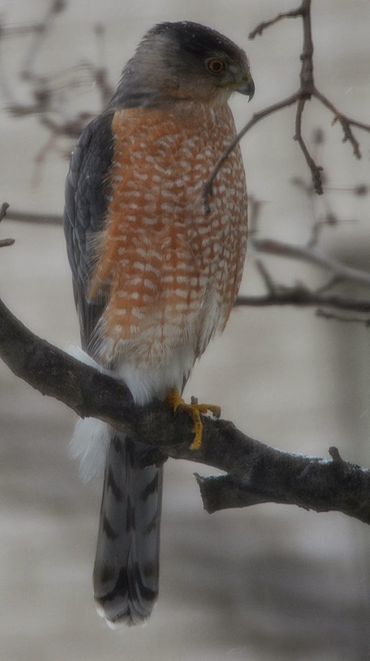 Adult male Cooper's Hawk from the front. He sits regally while snowflakes fall all around. 