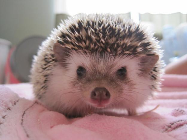 Landak Mini (hedgehog):Hewan Peliharaan