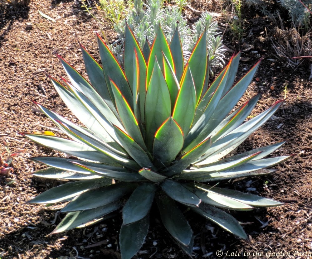 Late to the Garden Party: My favorite drought tolerant plants