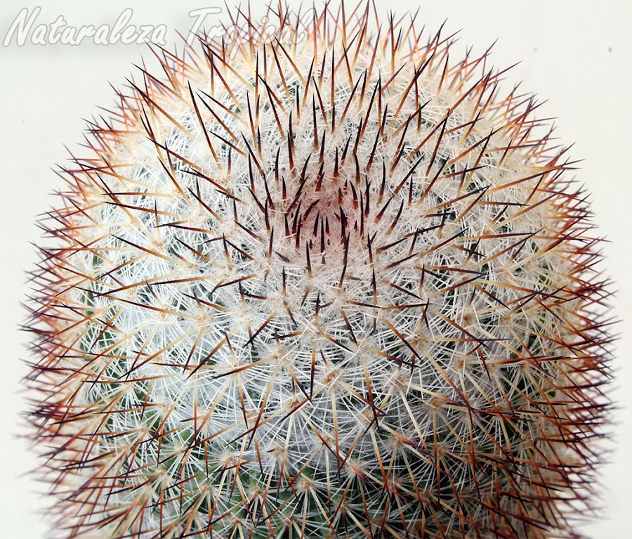 Ápice del tallo del cactus biznaga colombiana, Mammillaria columbiana