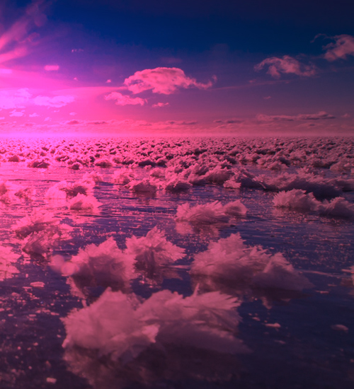 Frost flower in red sun light