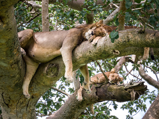 tree climbing lions uganda - MAHO on Earth Boutique Adventure Tours and Travel Blog