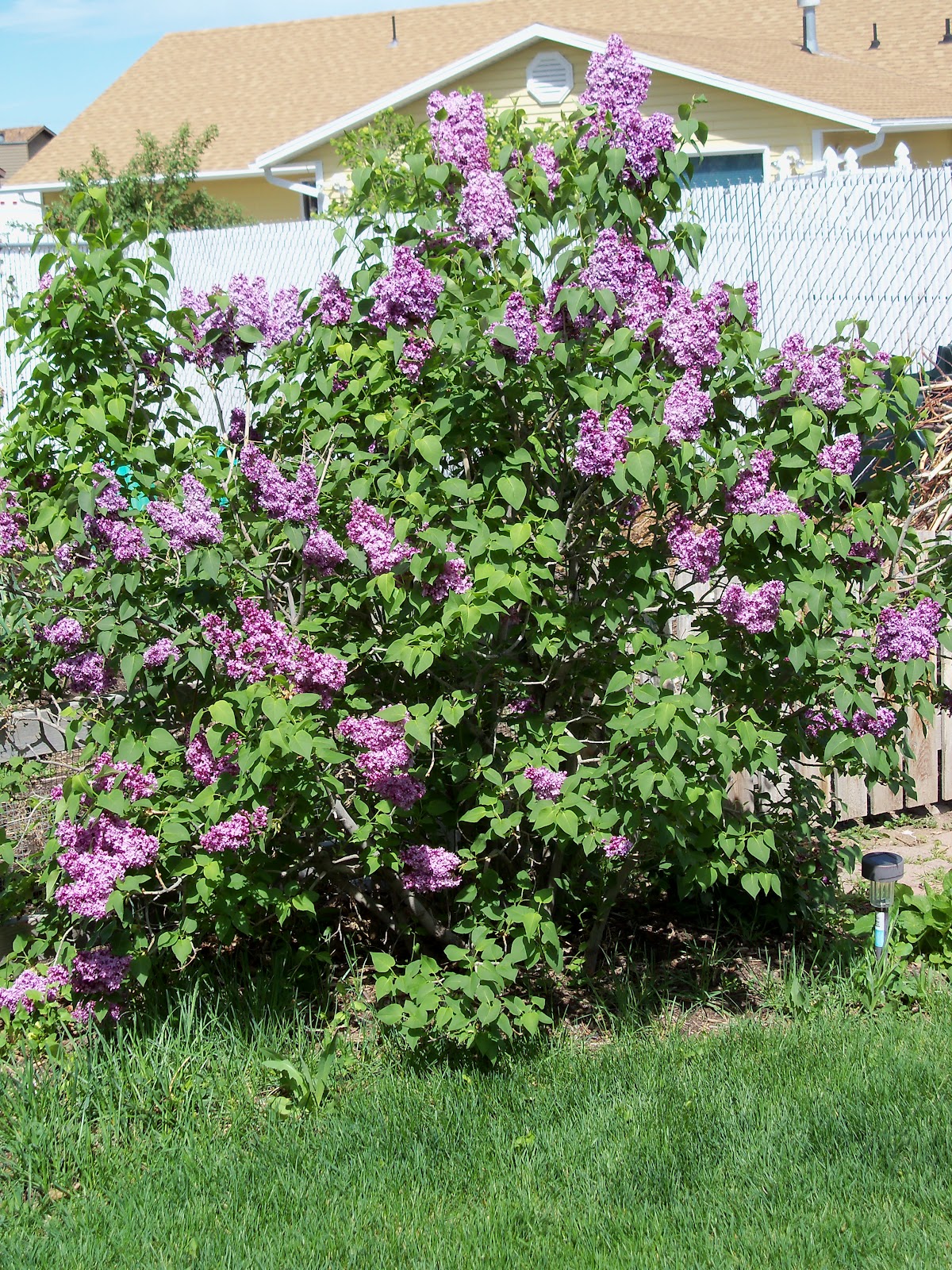 Just Keep On Blooming April 2012