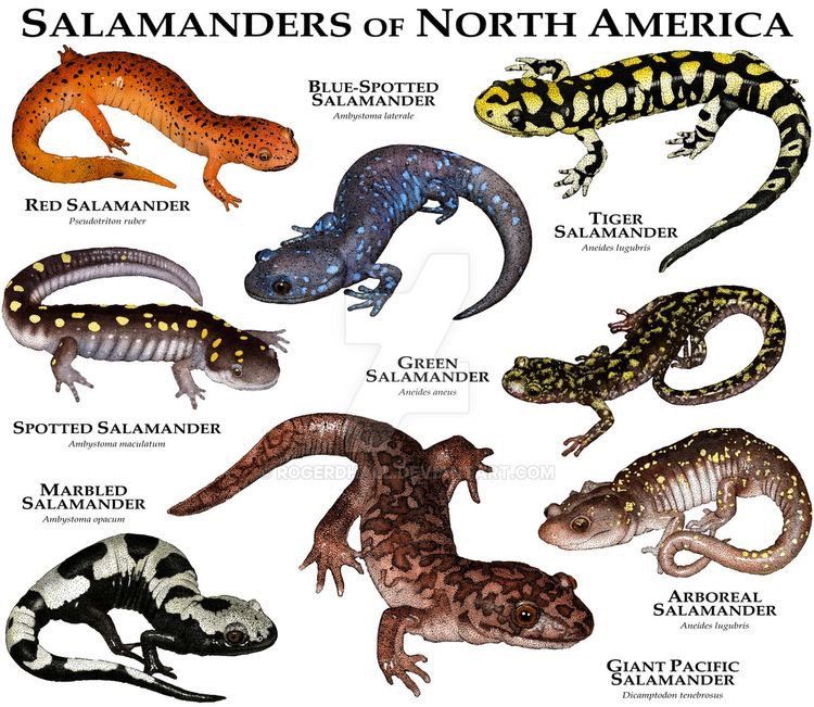 Salamandras da América do Norte