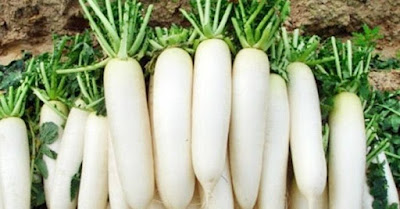 Những tác dụng tuyệt vời của rau củ cải đối với sức khỏe trong mùa đông