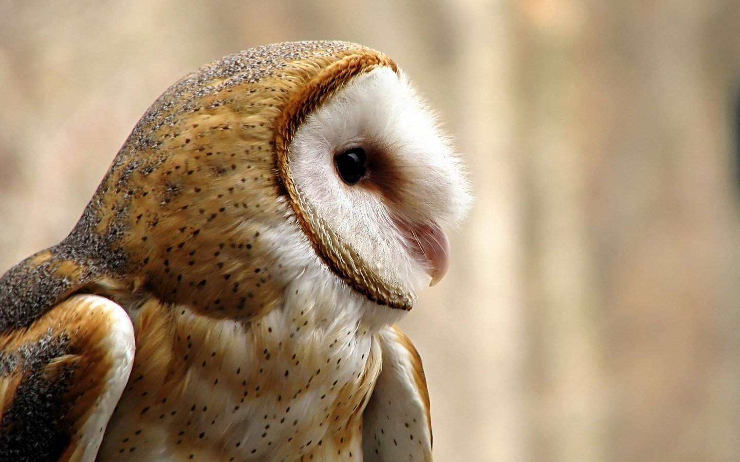 World Bird Sanctuary Barn Owl Fun Facts Part 1 world-bird-sanctuary-barn-owl-fun-facts-part-1