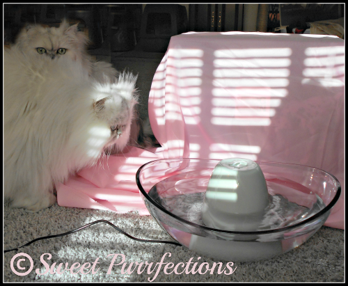 Brulee and Truffle are curious about what's under the cover Sneak peek of new pet fountain from PetSafe®