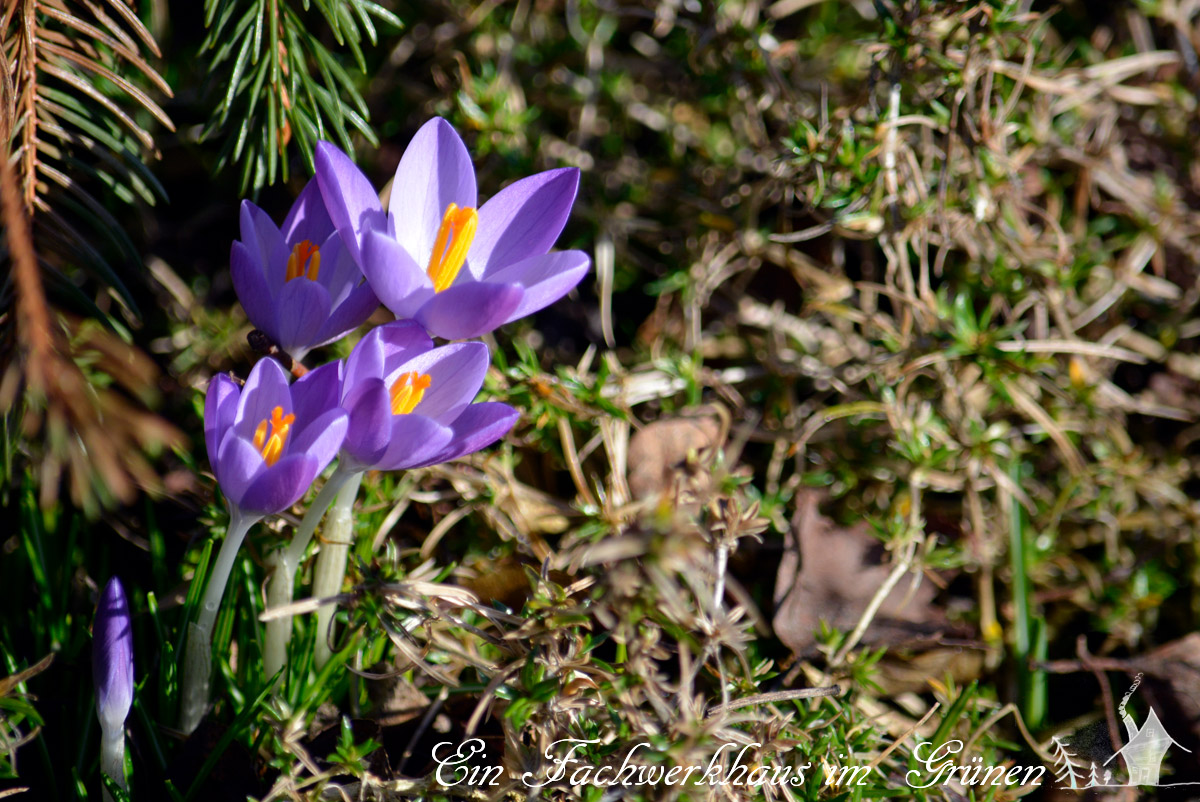Elfenkrokussen, Crocus tommasinianus Elfenkrokussen, Crocus tommasinianus