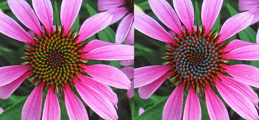 How the Fibonacci Sequence Inspires Artists and Nature