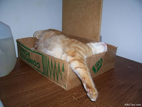 Funny Cats - Photography Pics