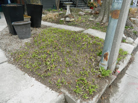 Parkdale Toronto front garden spring clean up after by Paul Jung Gardening Services